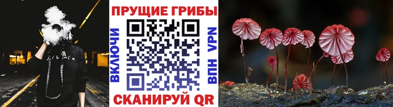 OMG tor  Пудож  Галлюциногенные грибы GOLDEN TEACHER 